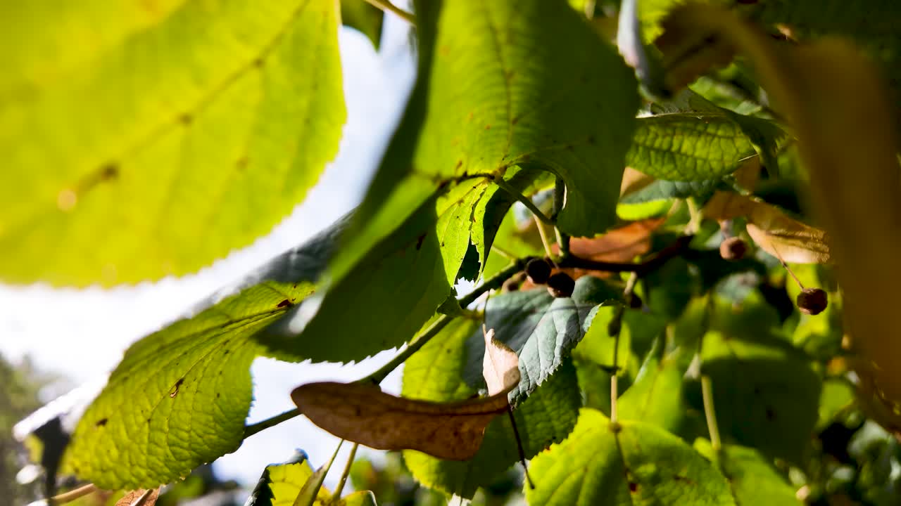 Linden leaves in sunlight