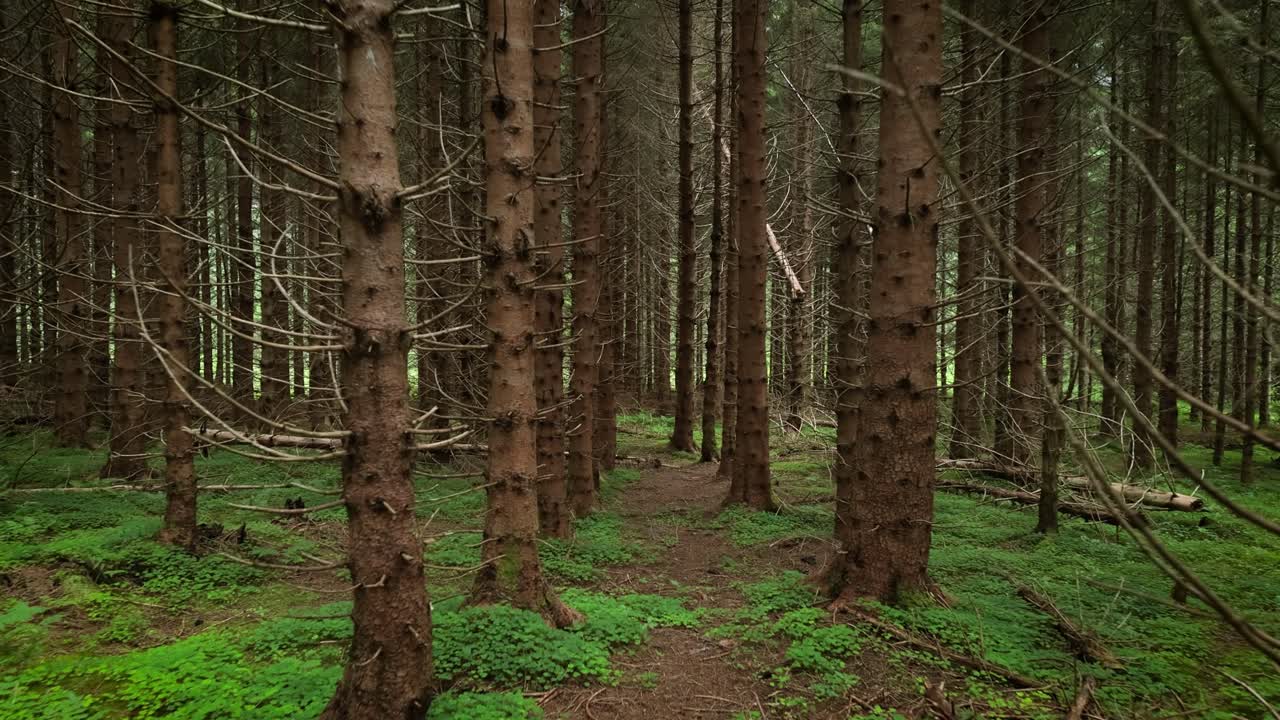 vista del bosque en noruega. hermosa naturaleza de noruega. la cámara se mueve de la primera persona a través de la matorral de un bosque de pinos.