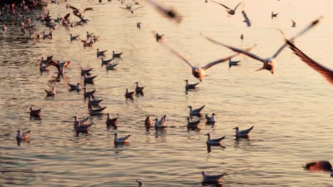 Blick-Auf-Die-Fliegende-Möwe-Bei-Sonnenuntergang-Auf-Dem-Meer-Und-Wunderschönes-Goldenes-Licht