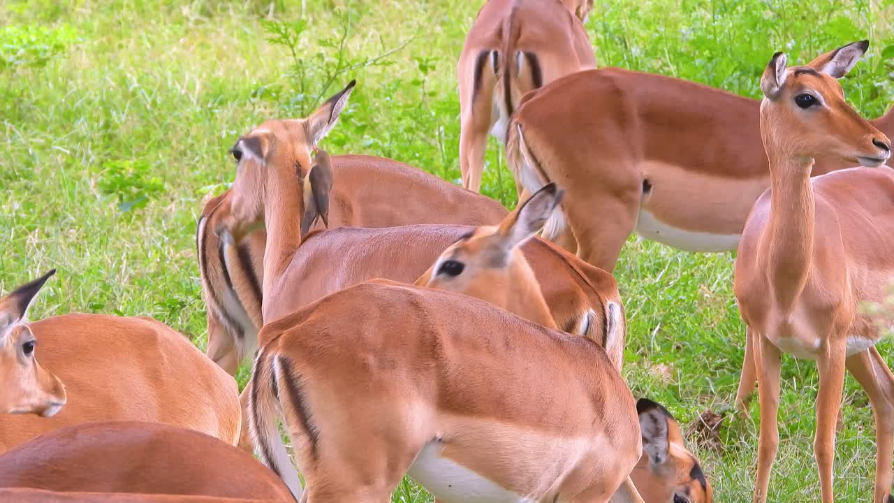 grupo de antílopes juntos de pie en la hierba rascándose, comiendo y mirando a la cámara en el parque nacional kruger