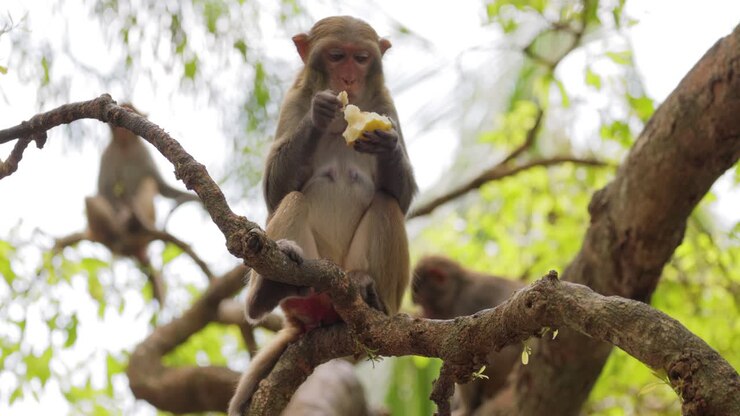 Macaques in nature. Macaques constitute a genus (Macaca) of gregarious monkeys. Macaques are found in a variety of habitats throughout the Asian continent and are highly adaptable.