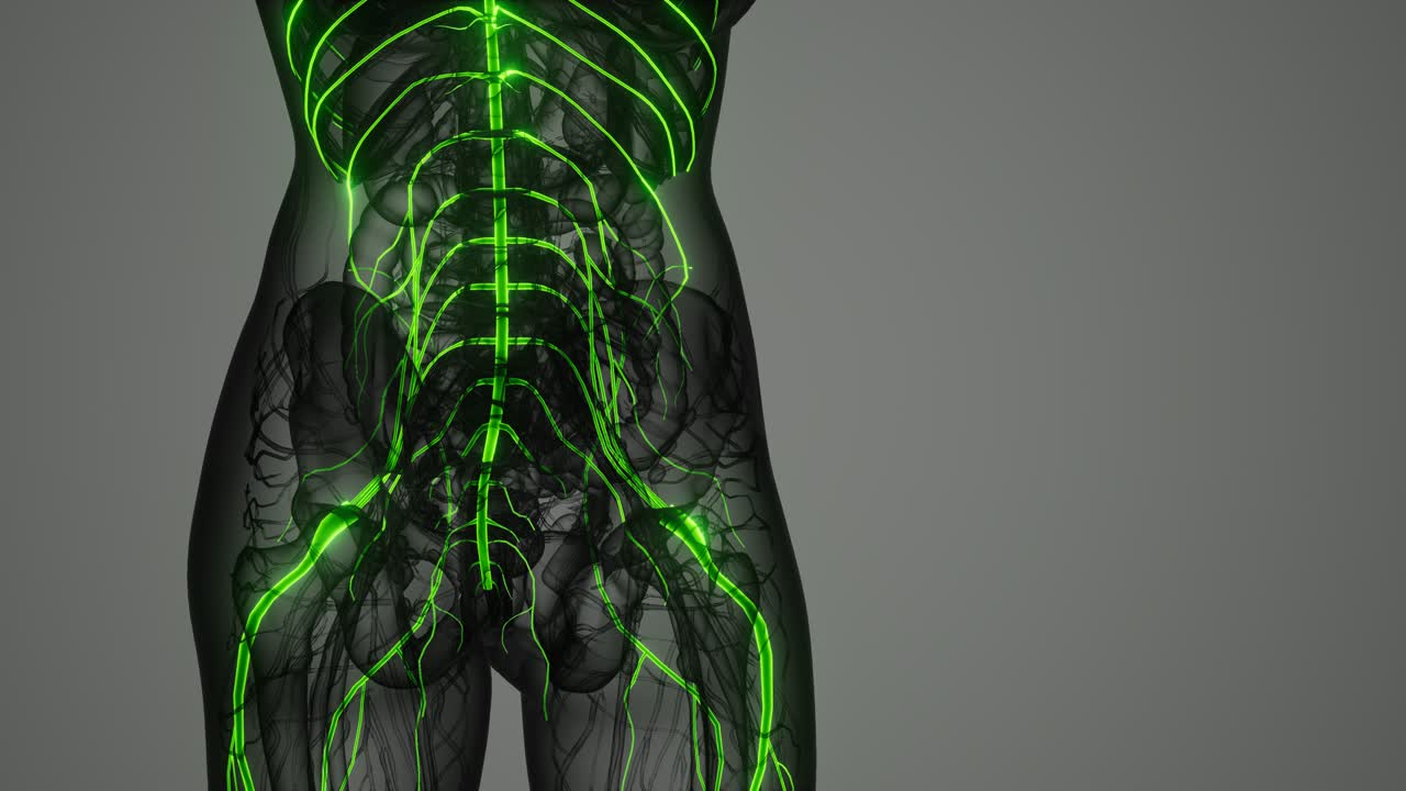 y el sistema nervioso del cerebro humano