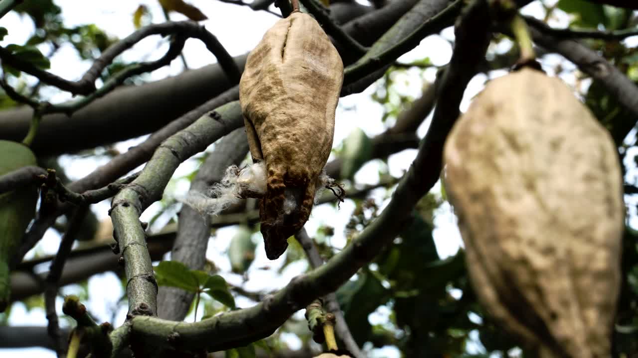 primer plano de un árbol de algodón de seda colgando frutas contra el cielo brillante