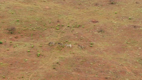 Drohnenantenne-Einer-Zebrafamilie,-Die-In-Freier-Wildbahn-Auf-Einer-Wintergrasebene-Spaziert