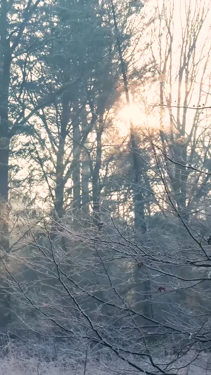 해가 뜨면 얼어붙은 겨울 숲