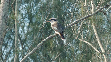 kookaburra bird perched in a tree branch - wide shot