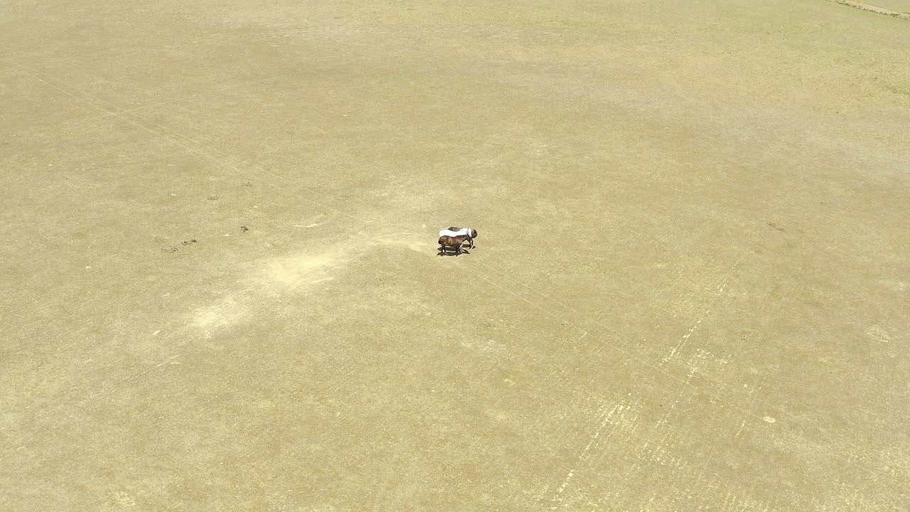 말처럼 자유롭다