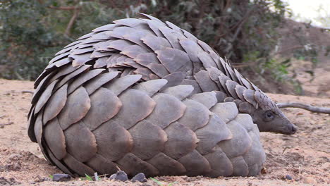 close view of african pangolin lying on ground and looking around