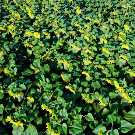 campo de girasol