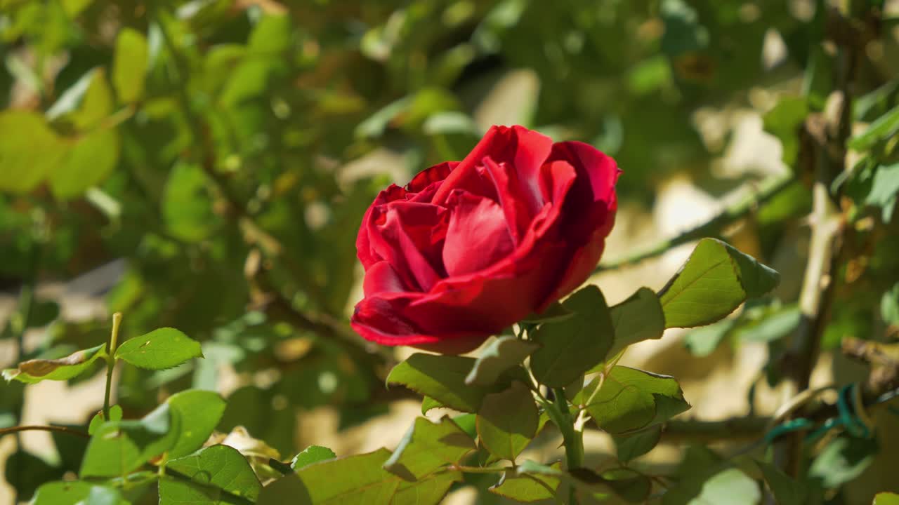 primer plano de una rosa roja en un soleado entorno provenzal en cámara lenta en francia