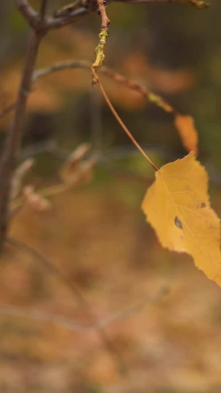 hojas de otoño colgando suavemente balanceándose en el viento con un fondo borroso con follaje seco, árboles y parches de vegetación, evocando la atmósfera pacífica de la transición de la temporada de otoño