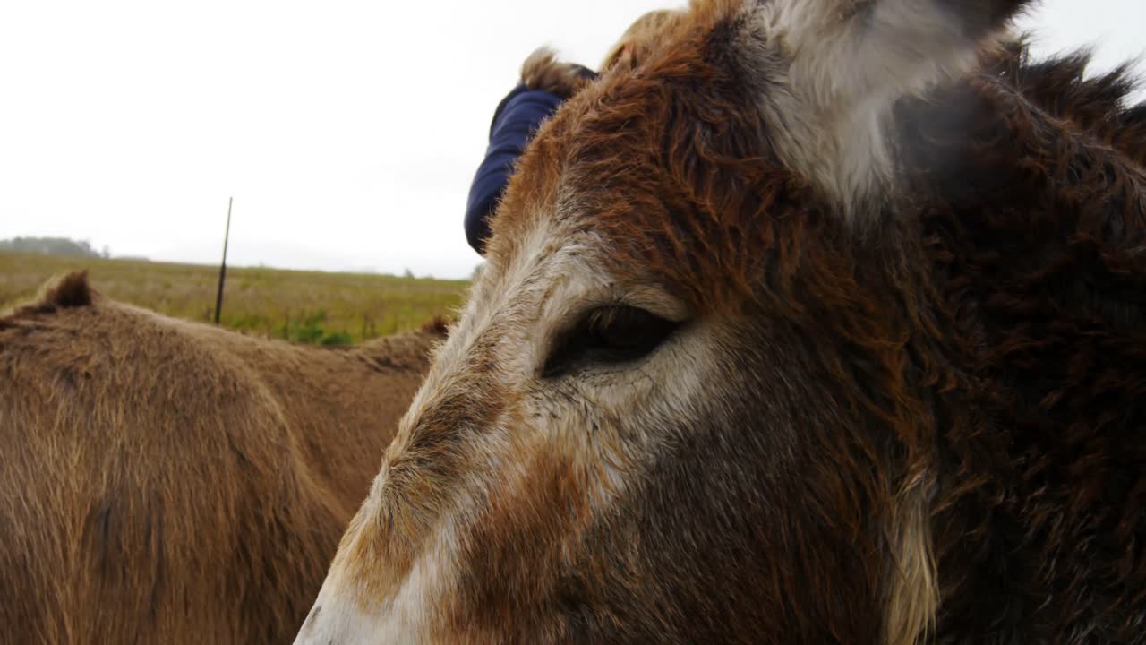 아름다운 젊은 여성이 당나귀를  ⁇ 는 4k