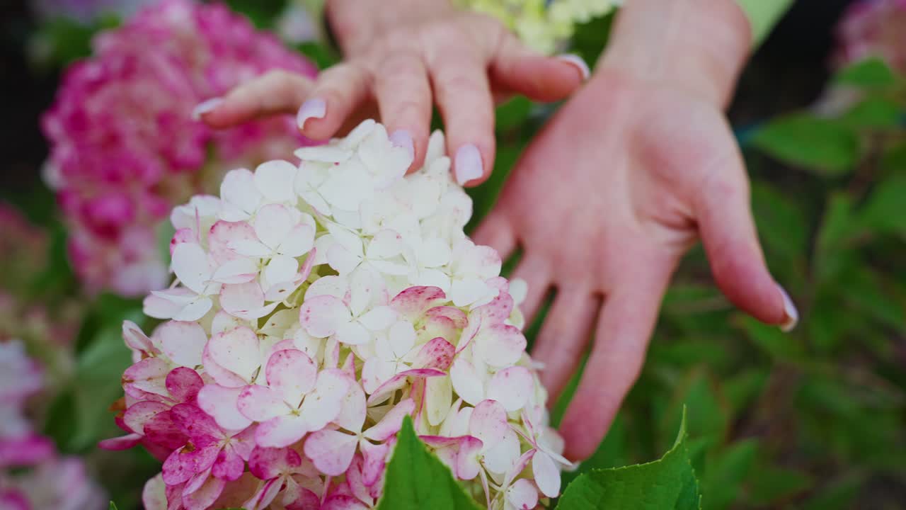 Close-up of Hands Gently Touching Pink and White Hydrangea Flowers
