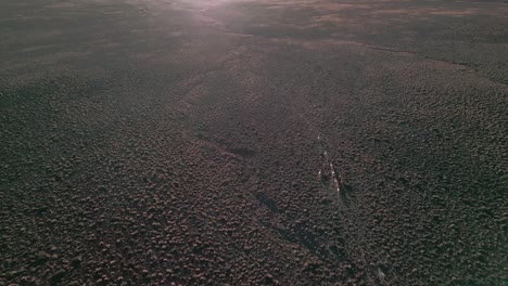 Disparo-De-Drones-De-Una-Manada-De-Llamas-Corriendo-Hacia-La-Puesta-De-Sol-En-El-Desierto-Chileno