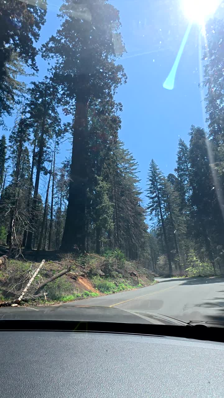 POV: Guidando su una strada forestale soleggiata con alberi alti