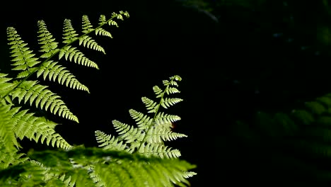 ferns of closeup with dark background.