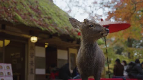 Hirsch-In-Nara,-Der-Neben-Einem-Teehaus-In-Der-Japanischen-Herbstszene-Steht