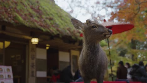 ciervo en nara de pie junto a la casa de té en otoño escena de japón