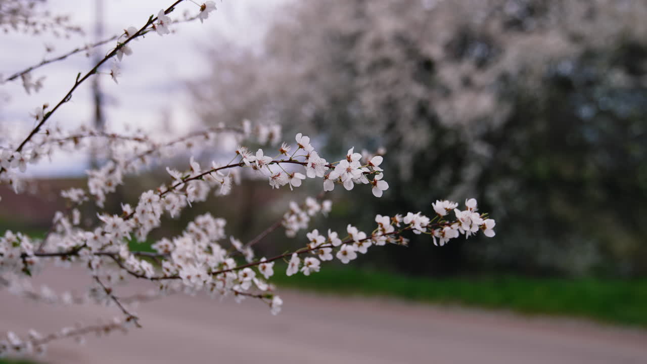 Cherry blossom swaying in the spring wind. Tree branch with white blooming flowers over the road. Beautiful trees flowering in spring.