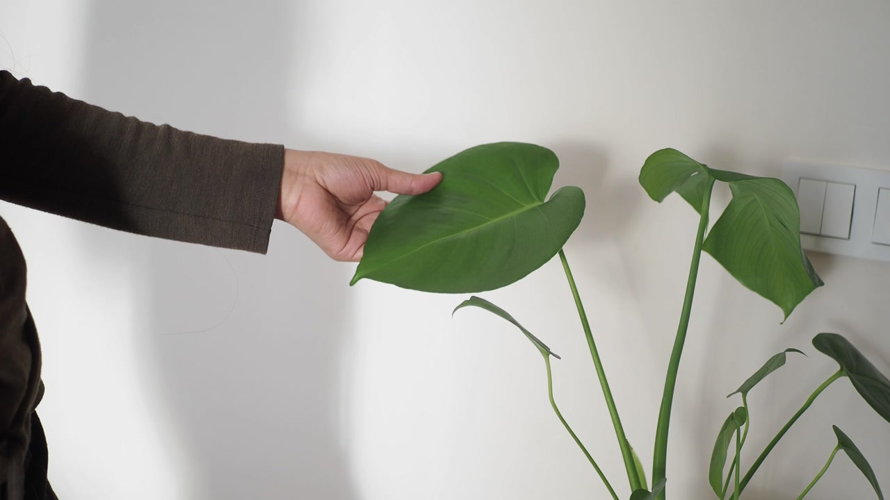 Person's Hand Gently Touching Green Houseplant Leaf