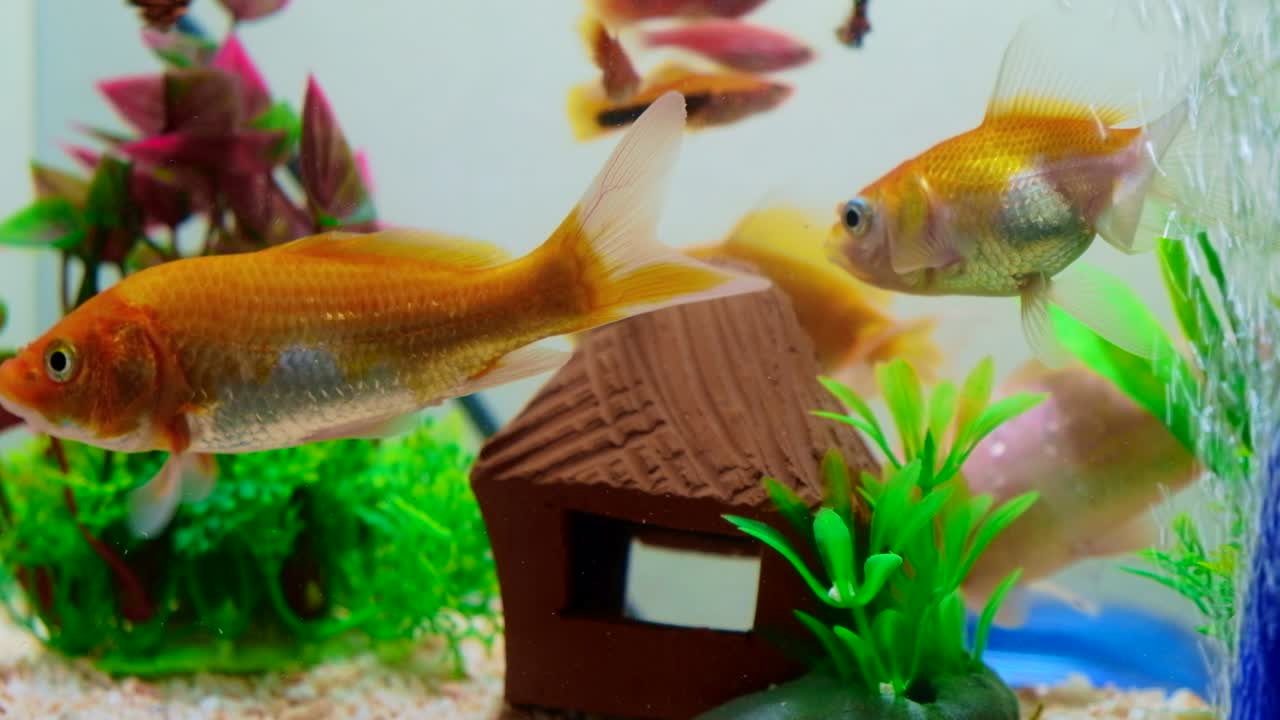 물고기 크 또는 수족관에서 작은 물고기, 황금 물고기 (guppy 및 빨간 물고기), 초록색 식물과 함께 멋진 카르프, 수중 생명.