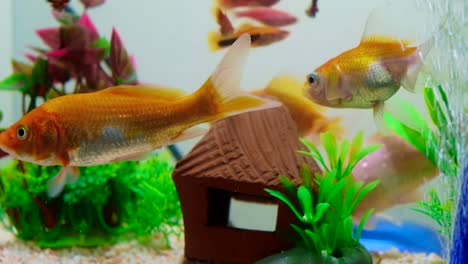 pequeños peces en el tanque de peces o acuario, peces dorados, guppy y peces rojos, carpa de fantasía con planta verde, vida submarina. 4k, uhd.
