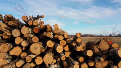 stacks of a birch and pine logs ready for transportation