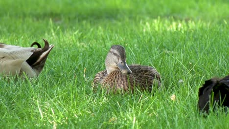 Patos-Jugando-En-Un-Cálido-Día-De-Verano-En-Un-Parque-En-Meridian,-Idaho