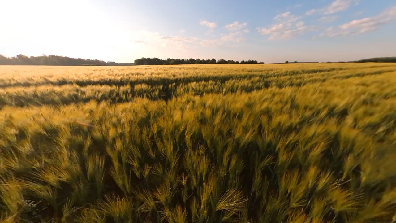 Cereal Agriculture Crops Field Illuminated By Sunrise