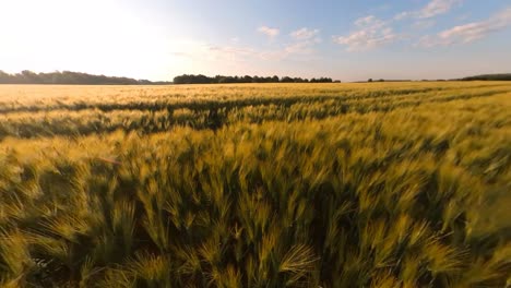 Cereal-Agriculture-Crops-Field-Illuminated-By-Sunrise