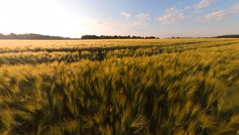 agricultura de cereales campos de cultivos iluminados por el amanecer