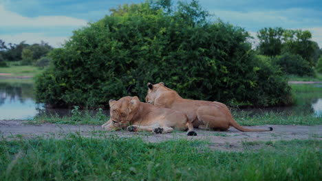 two lionesses resting by a waterhole