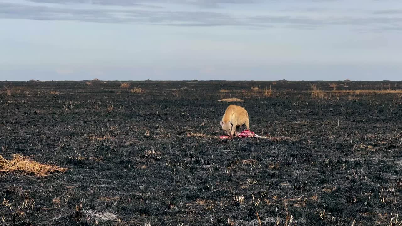 Spotted hyena (Crocuta crocuta) with its prey Thomson's gazelle (Eudorcas thomsonii) in a savanna with burnt grass after a wildfire in Serengeti National Park, Tanzania