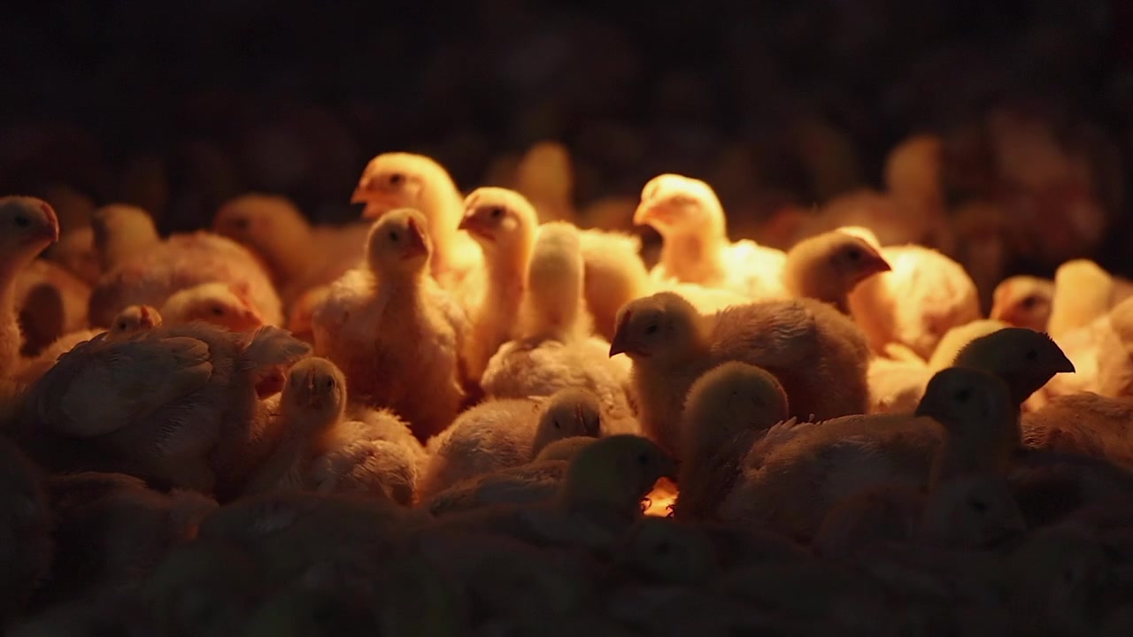Pörröiset pienet untuvikot ahtautuvat keltaisen lämpölampun alle pimeässä ladossa