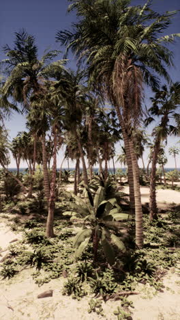 a beautiful tropical beach with palm trees and blue sky