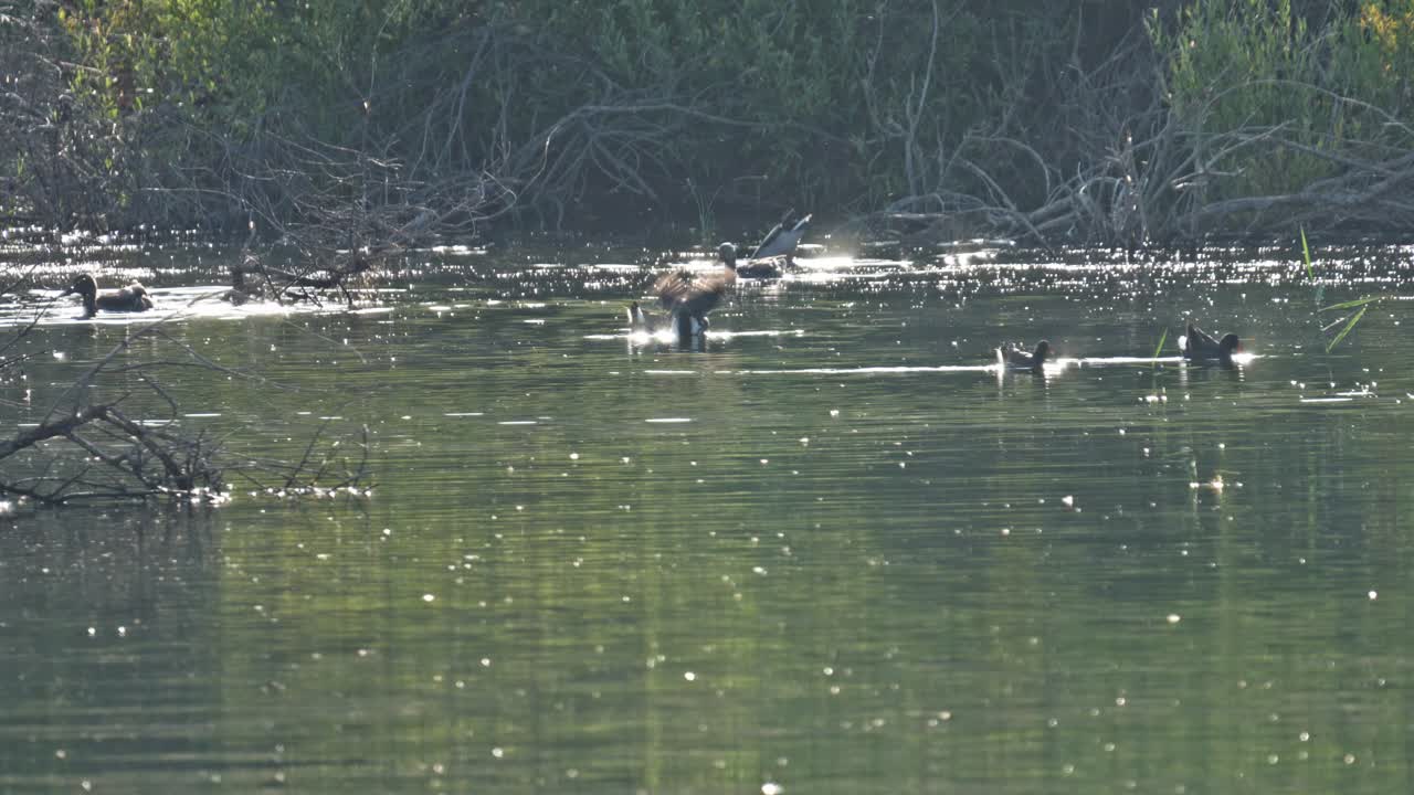 Swimming and eating in a swamp