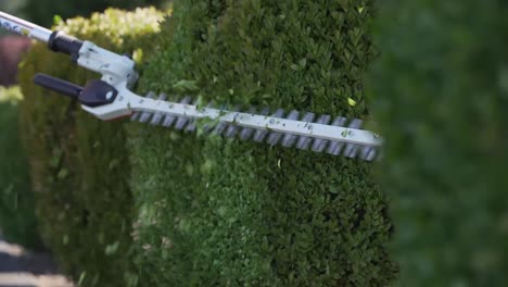 worker trimming a bush with hedge trimmer equipment - slow motion