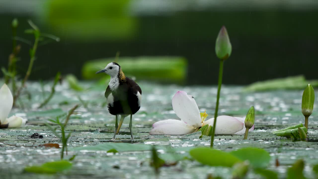 Amid falling rain, a Pheasant-Tailed Jacana stands on a wet lily pad, preening its feathers with care, showing elegance and steadiness in the tranquil wetland