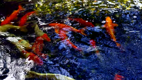 koi fish or colored carp fish swimming around pond. it feeding on water and carp fish eating food on surface of pond.