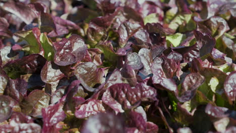 growing red oak lettuce