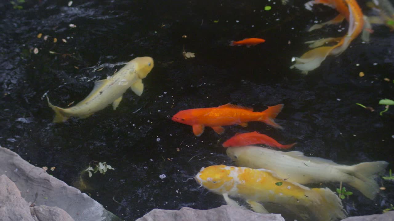 작은 연못에서 수영하는 황금 물고기