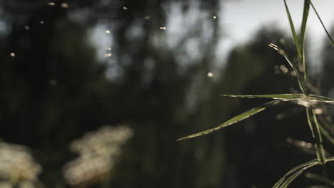 flies buzzing around grass in sunlight