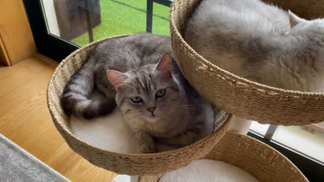 un gatito mira a su alrededor y el otro en el fondo se queda dormido