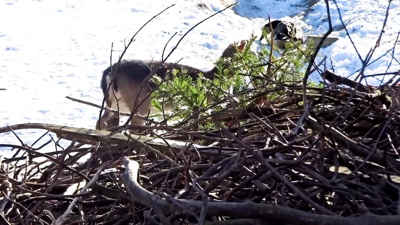 : Deer walk in the snow Hasenheide Tier park Berlin 2022025 Germany HD 7 sec 25 fr per sec.mp4
Date Uploaded: Feb