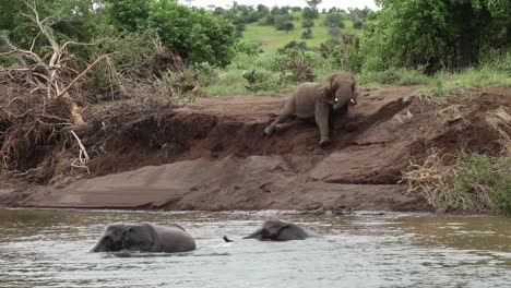 three african elephant bulls playing in the water while another elephant male sliding down the bank, mashatu game reserve
