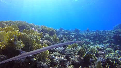 cornet fish cruising the coral reef