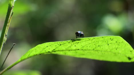 fly on the leaf