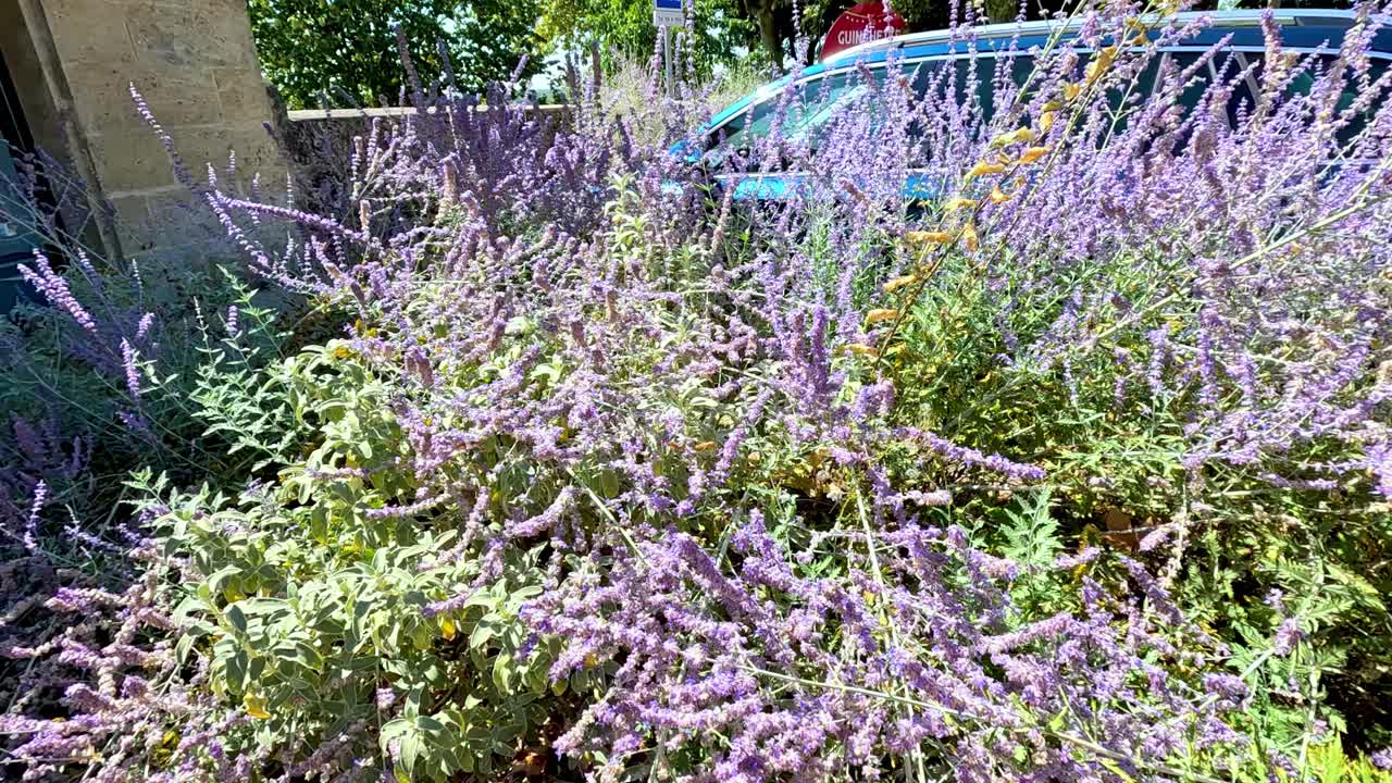 활기찬 라벤더 꽃 사이 에서 날아다니는 콜리버드