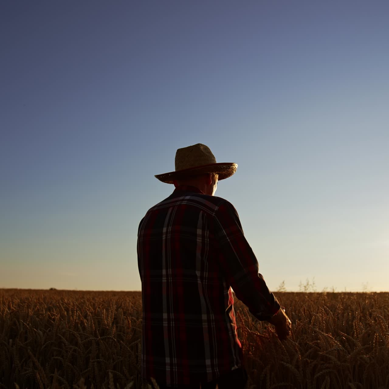Rear view of a mature man wearing a straw hat stands in a wheat field at sunset. Man touches ripe ears of corn with love