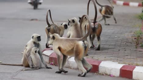 gray langur (semnopithecus), also called hanuman langur is a genus of old world monkeys . inhabiting forest, open lightly wooded habitats, and urban areas on the indian subcontinent.